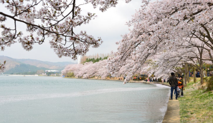 보문호수 벚꽃