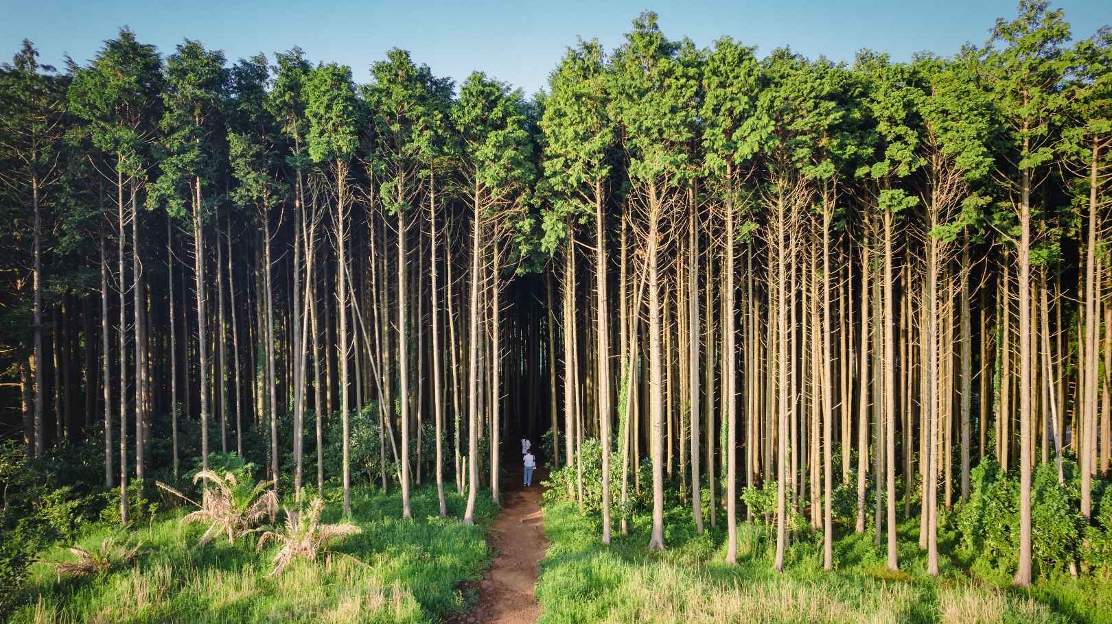 제주 비밀의 숲