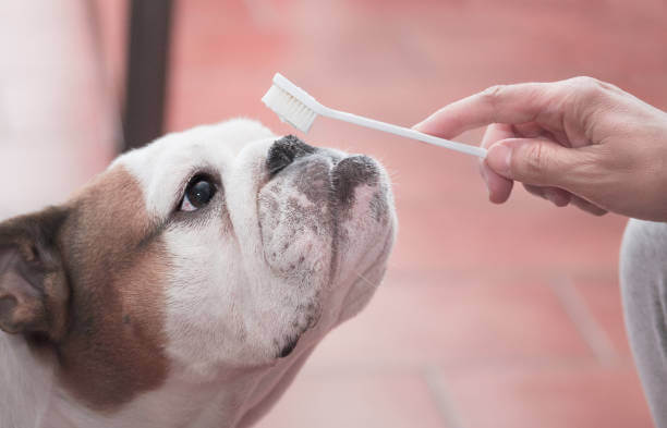 강아지 치석 제거 하는 법 알아보기