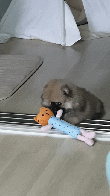 인형을 물고 장난하는 아기 강아지