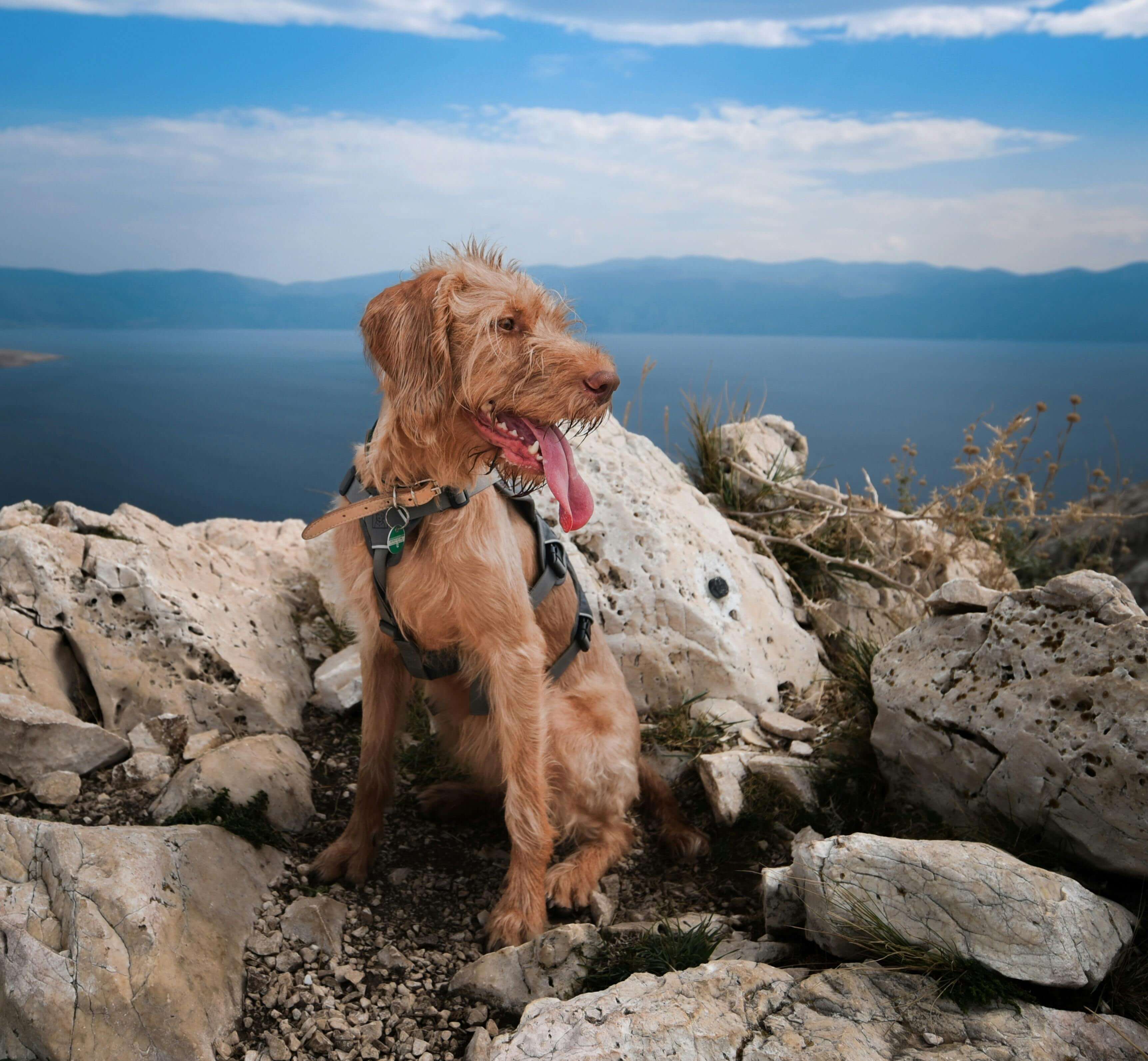 반려동물 보험 가입 전 알면 좋은 용어 정리 (2025년 최신판)
