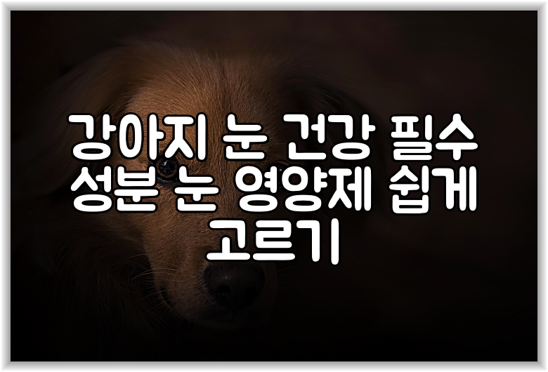 강아지 눈 건강 필수 성분 눈 영양제 쉽게 고르기