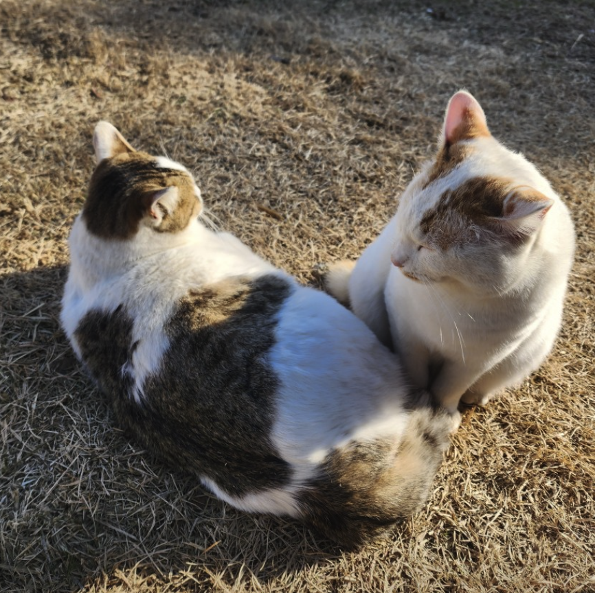 6시 내고향 남해양떼목장 양모리학교 산양유 체험