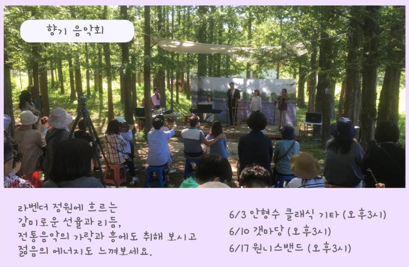 하늬팜 라벤더축제 개화상황