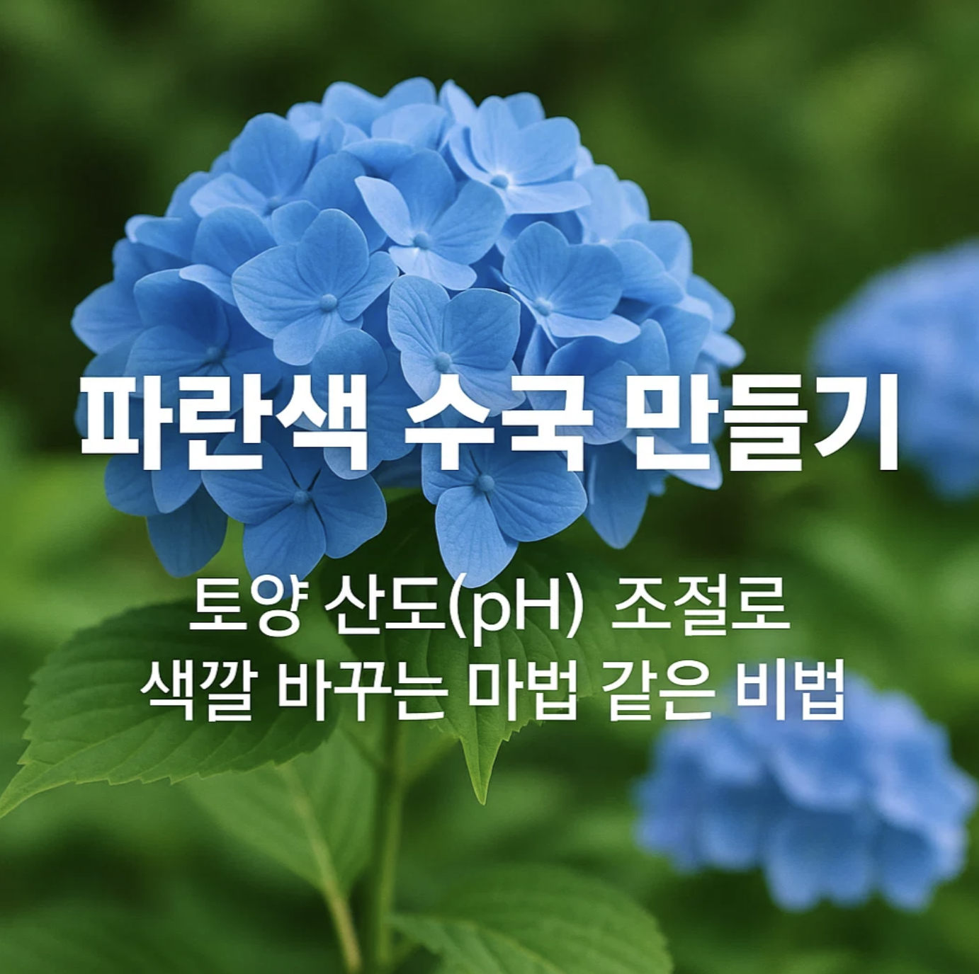 파란색 수국 만들기, 토양 산도(pH) 조절로 색깔 바꾸는 마법 같은 비법