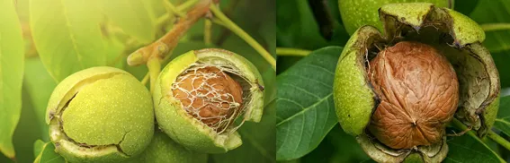 호두 재배 순 지르기 수분 수정 고온 피해 예방_2