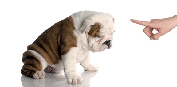 주인에게 교육받는 강아지모습