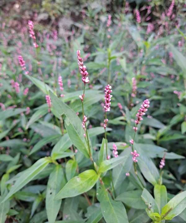 문수산 오이꽃