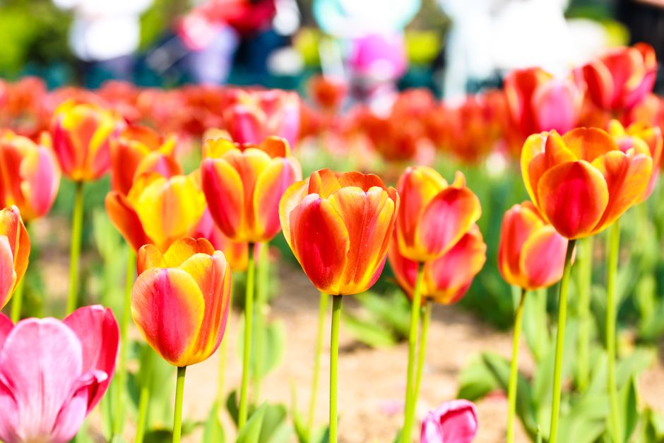 A vivid display of colorful tulips in a field captured during a sunny spring day.