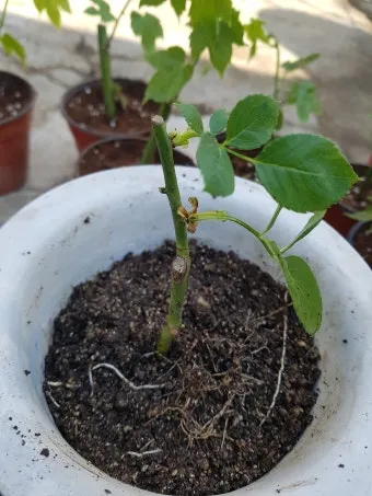 장미 삽목하는 방법 집에서 쉽게 번식하는 팁_21