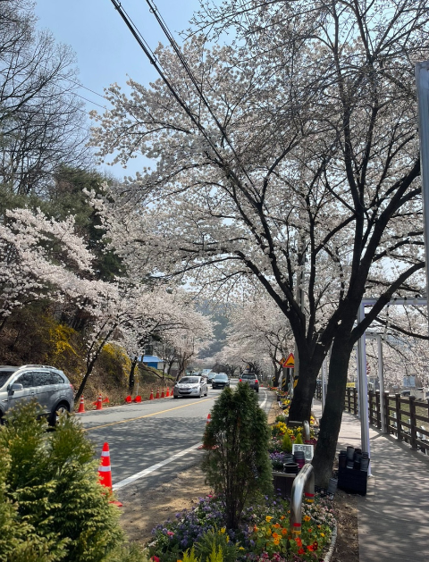대청호 벚꽃축제2