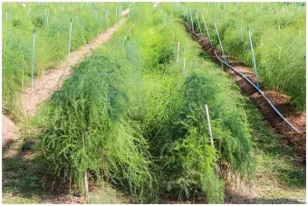 아스파라거스 재배 이식 시기 순 수확 내한성 관리_2