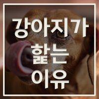 강아지가 핡는 이유