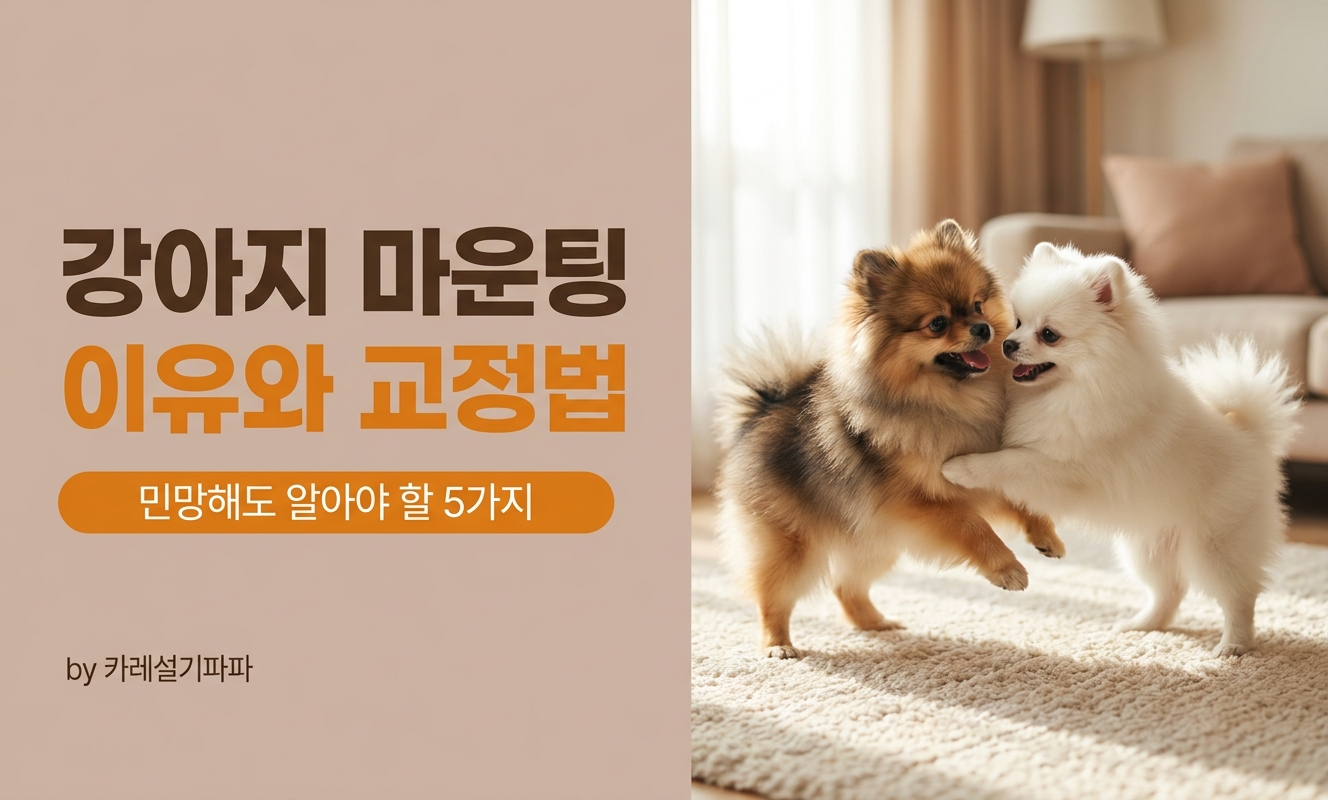 거실에서 노는 포메라니안 두 마리