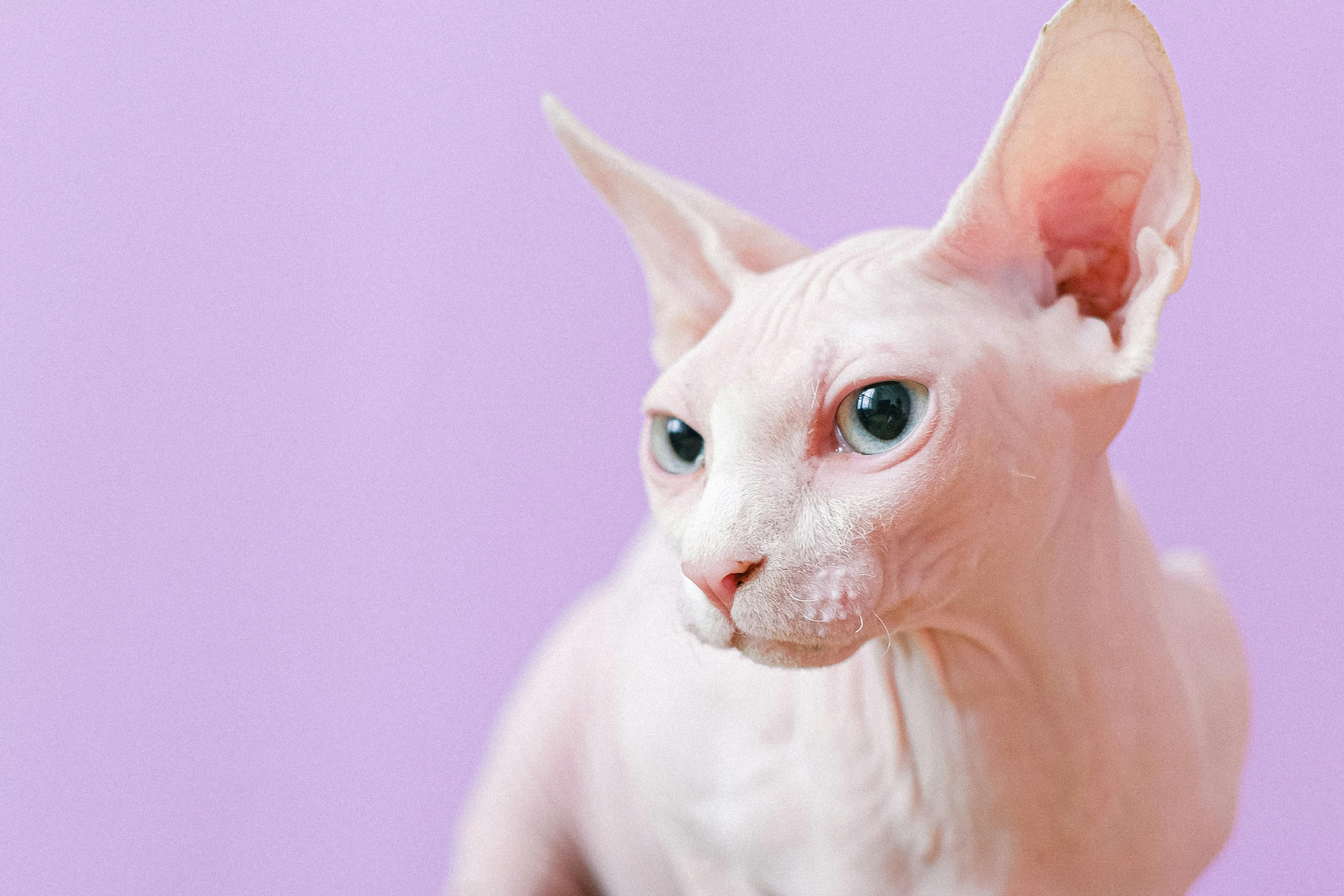 고양이 품종별 특징 관련 사진