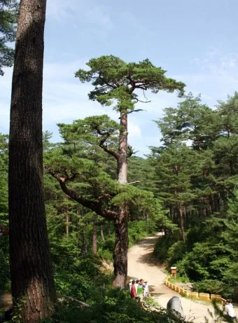 걷기좋은 명품 숲길 30선 숨겨진 코스_15