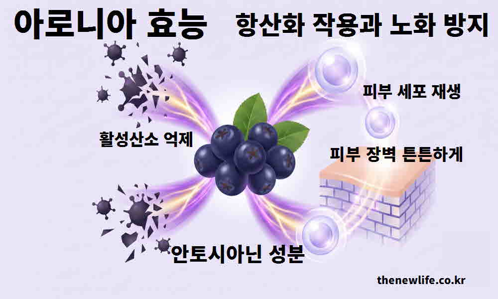 아로니아 효능 항산화 작용 노화 방지