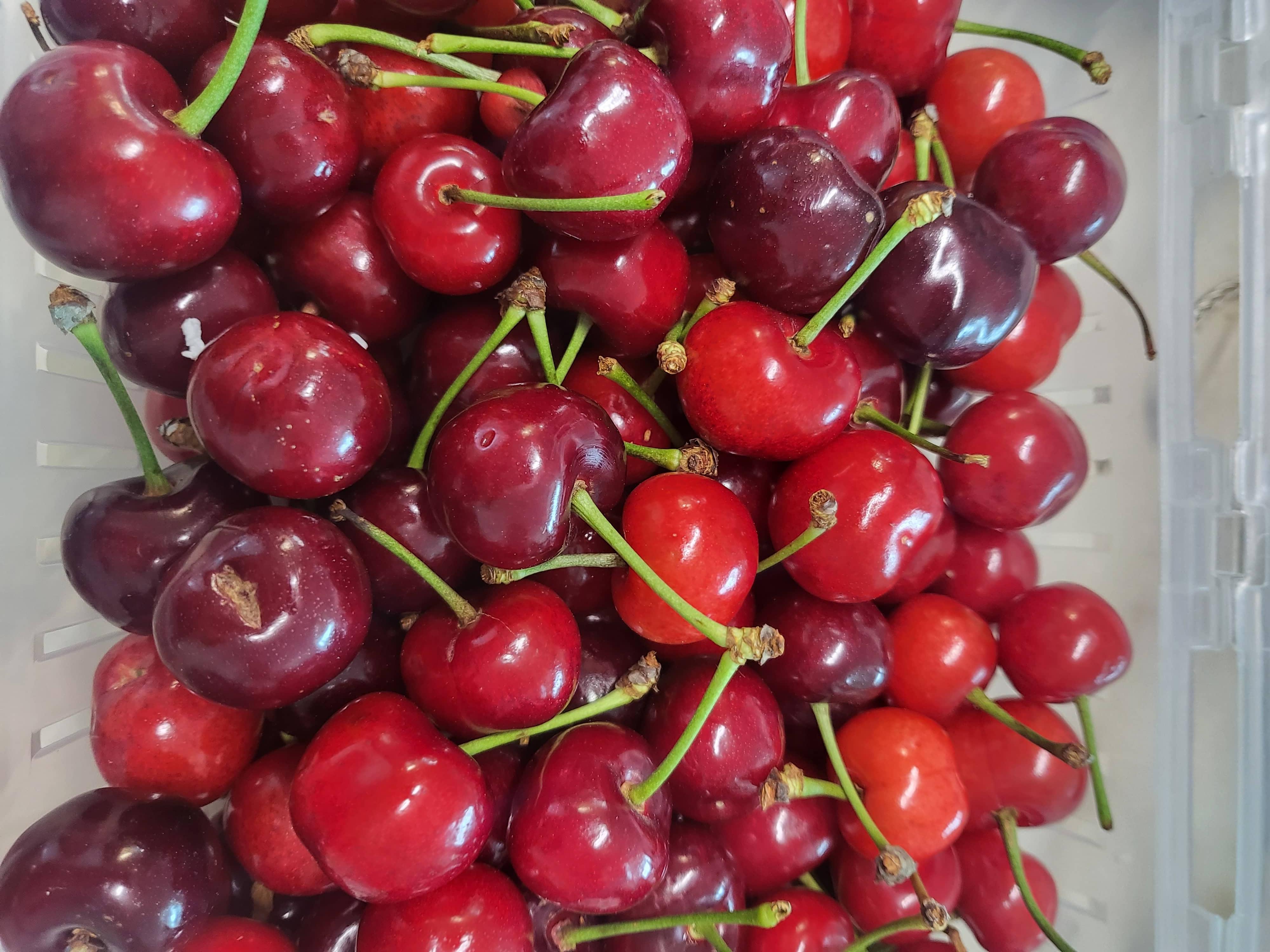 농장에서 수확한 체리