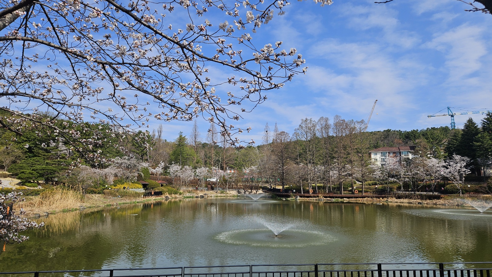 벚꽃 풍경 사진