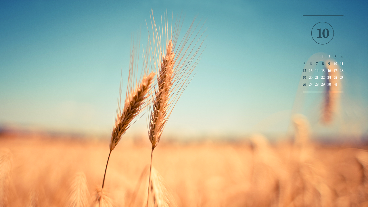 01 밀 A - 2025년10월 노트북배경화면