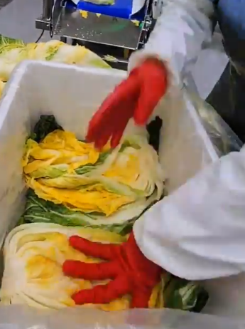 솔바위농장 배추