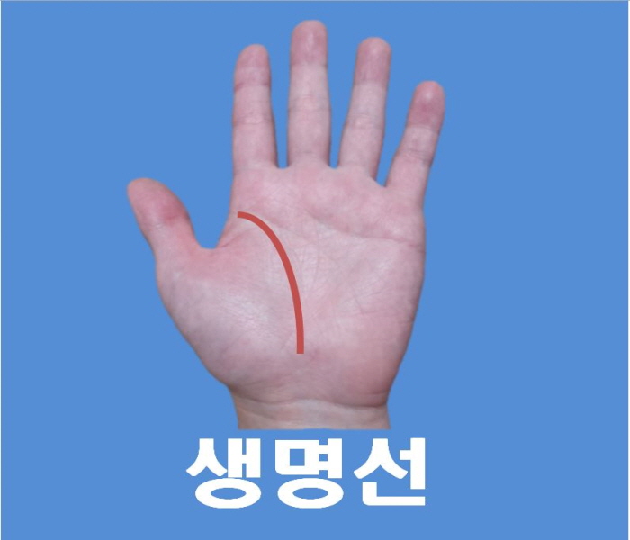 생명선 손금