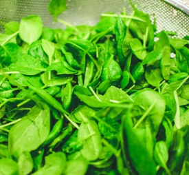 시금치 효능 부작용 고르는법 칼로리