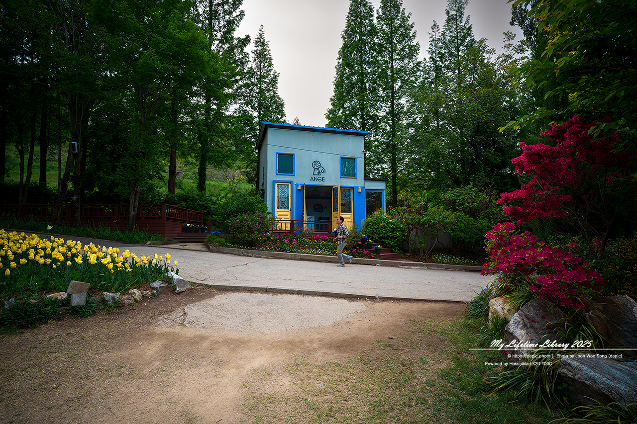 #봄 #꽃 #튤립 #아산 #피나클랜드