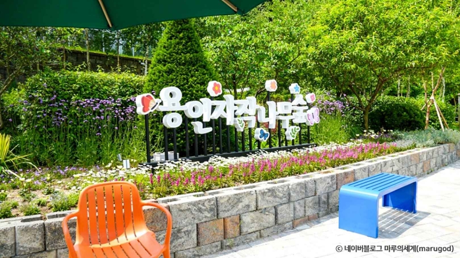 경기도 용인 가볼만한곳 걷기좋은 자작나무숲