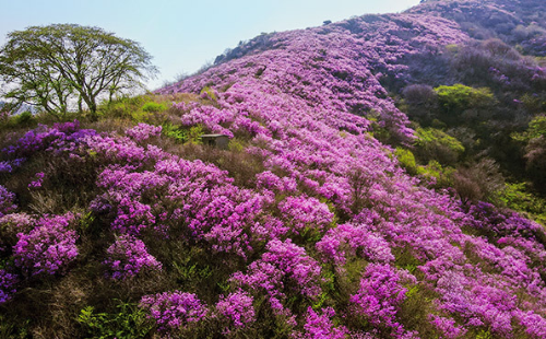 전국 진달래 명소 BEST 5, 영취산&middot;비슬산&middot;천주산&middot;북한산&middot;대둔산 개화시기&middot;코스