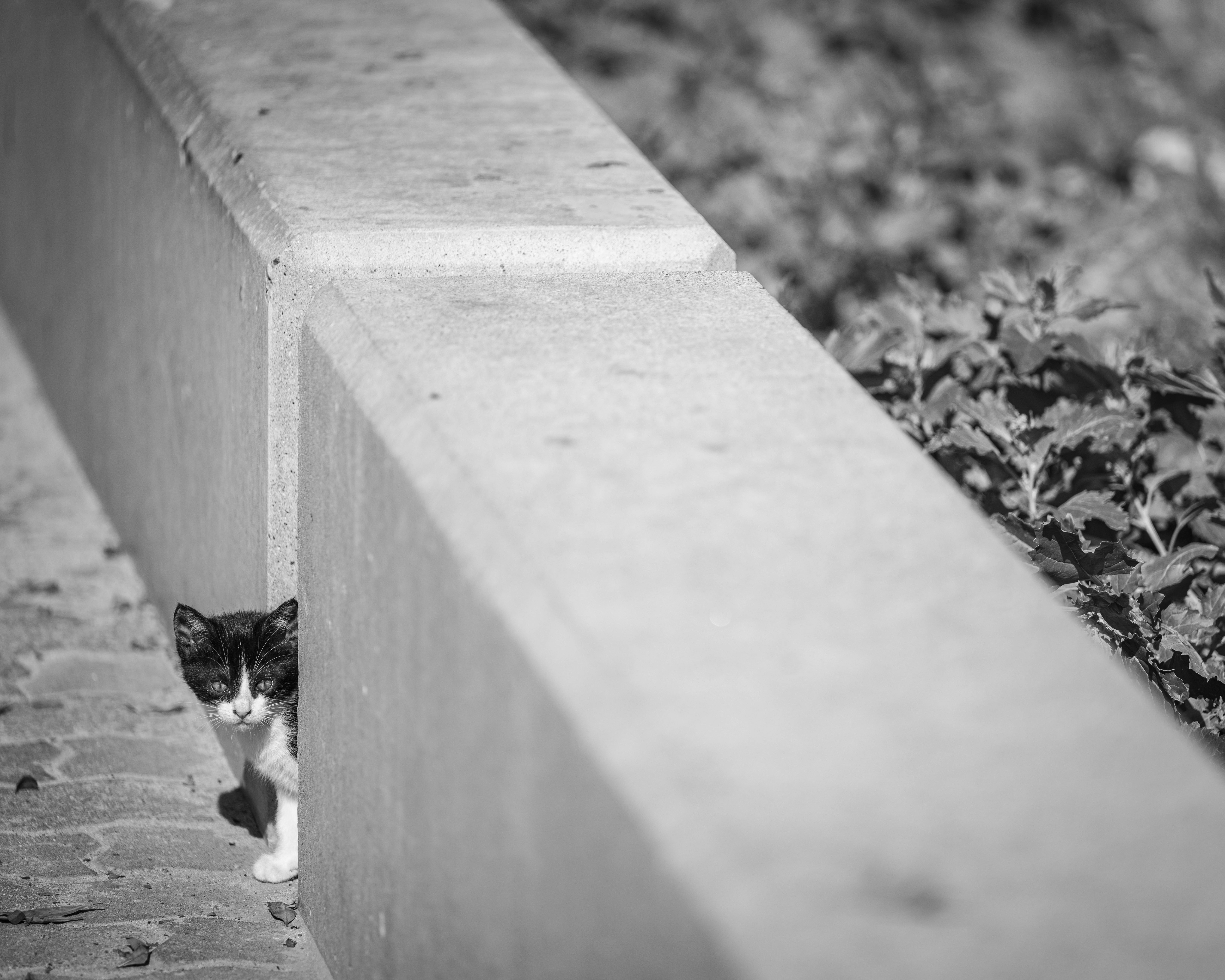 길거리에서 고양이와 마주치는을 상징하는 이미지