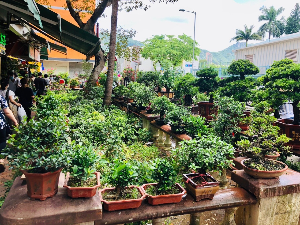 홍콩 여행 추천 몽콕 꽃시장