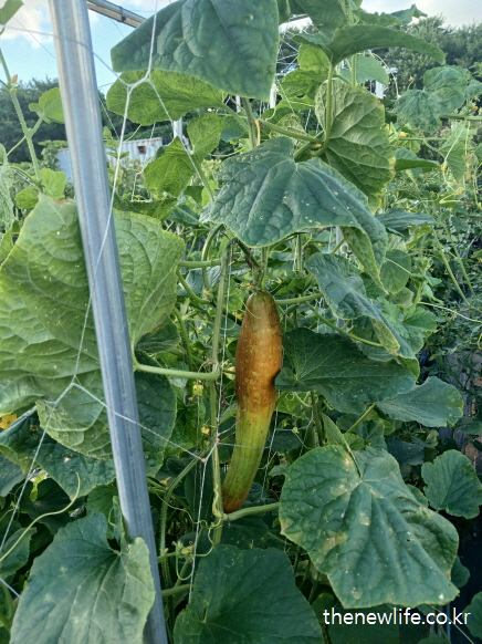 껍질이 부분적으로 갈변된 특이한 오이가 넝쿨에 매달린 생생한 모습 -오이효능-항산화&middot;항염 작용에 적합한 오이 사진