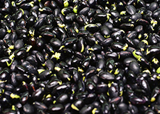 이명에 좋은 음식 검은콩