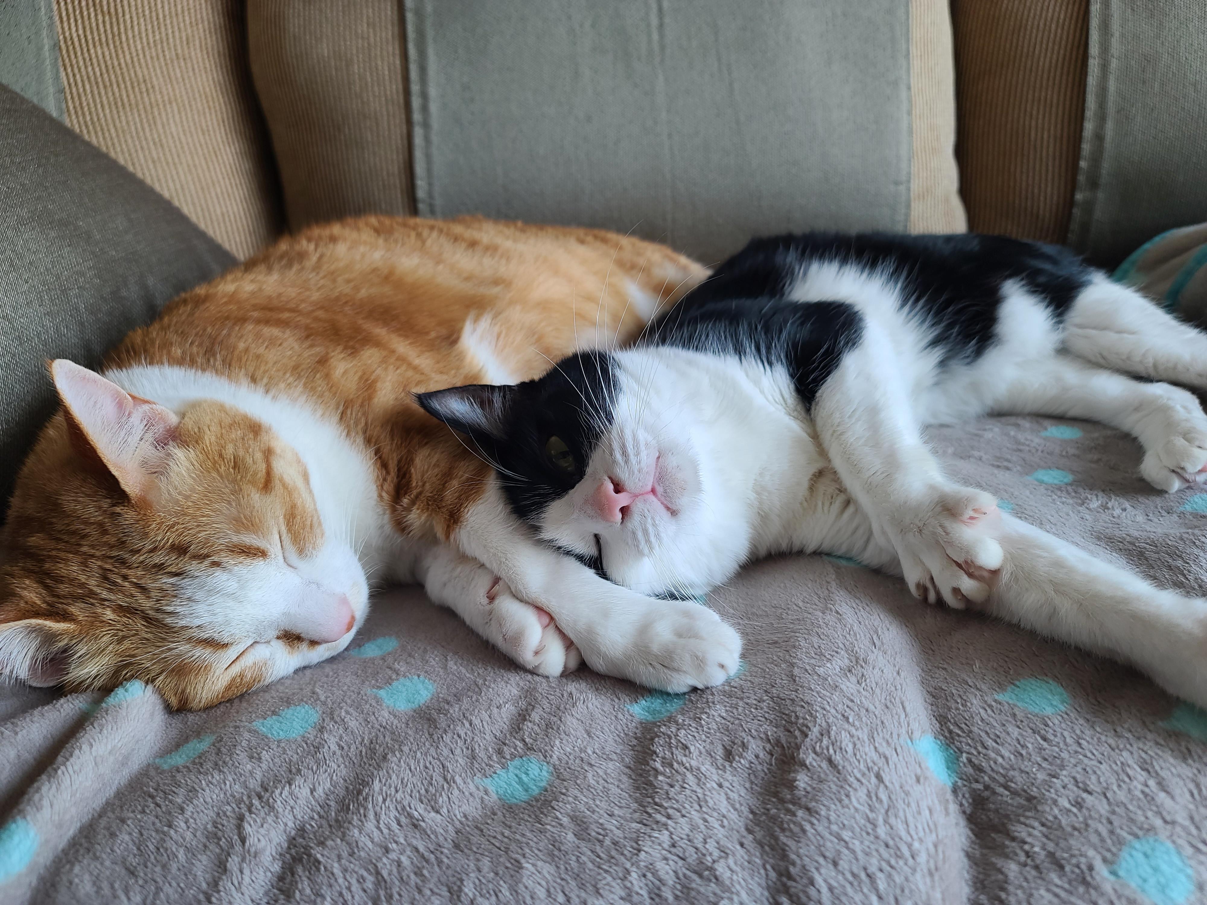 우리집 고양이들에게 치즈냥이 호야의 존재는..