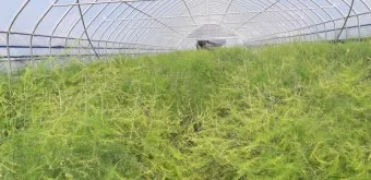 아스파라거스 재배 이식 시기 순 수확 내한성 관리_4