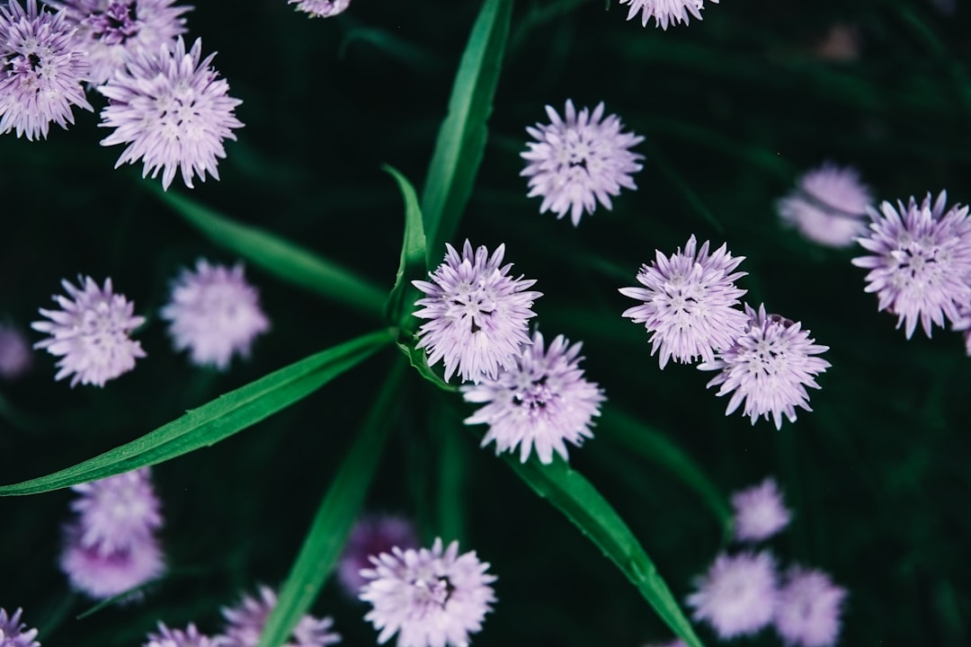 Chive