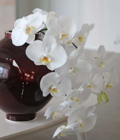 겨울 꽃 팔레놉시스