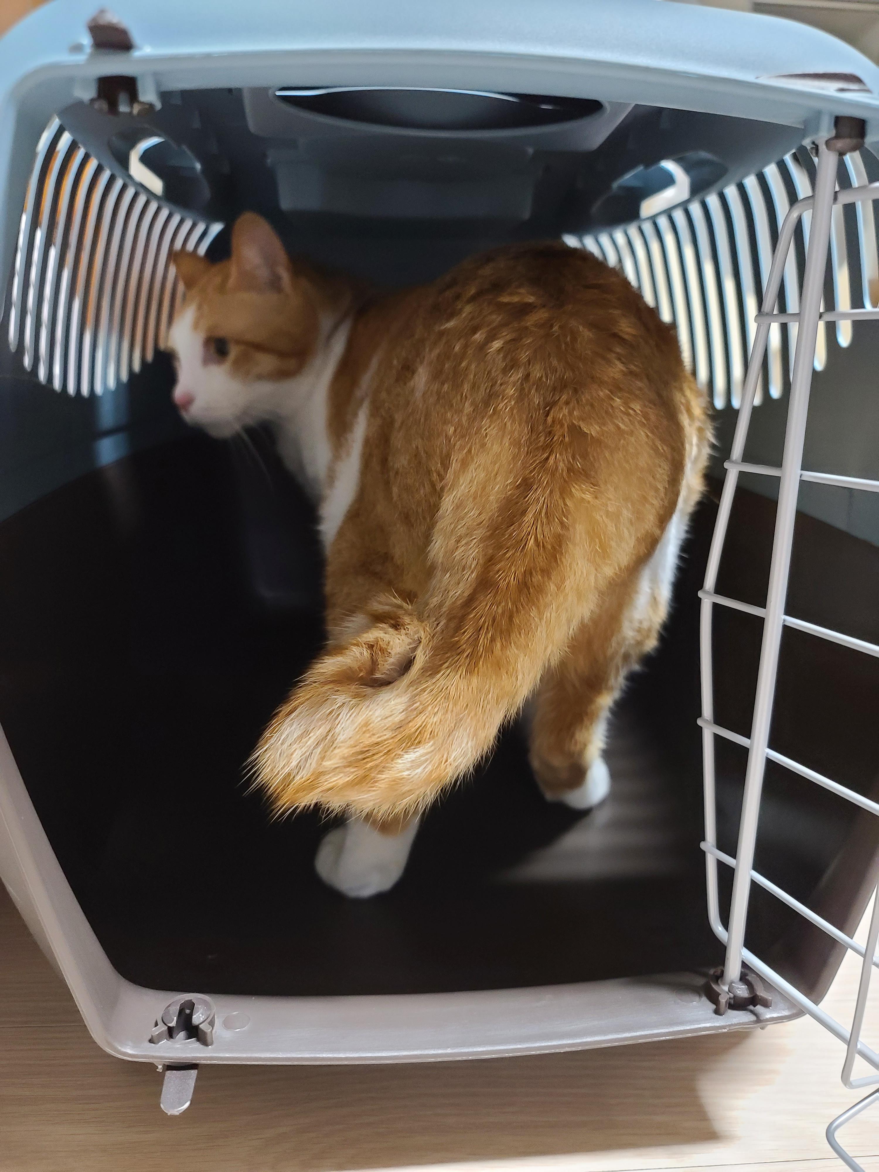 새 이동장이 왔다. 고양이들 총출동!