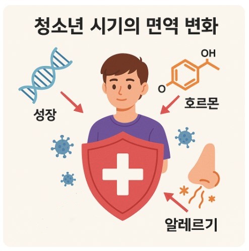 청소년 시기의 면역 변화 이미지