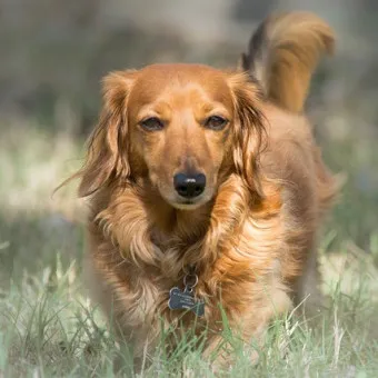 닥스훈트 순종 가격 성격 분양가격 장단점_20