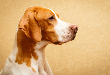 잉글리쉬 포인터의 옆모습.