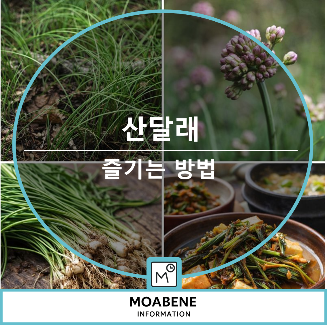 산달래(Allium grayi) 제대로 알고 맛있게 즐기는 방법