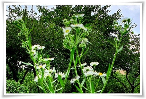 &quot;망초와 개망초를 아시나요?&quot; 자연의 보물, 그 놀라운 비밀!