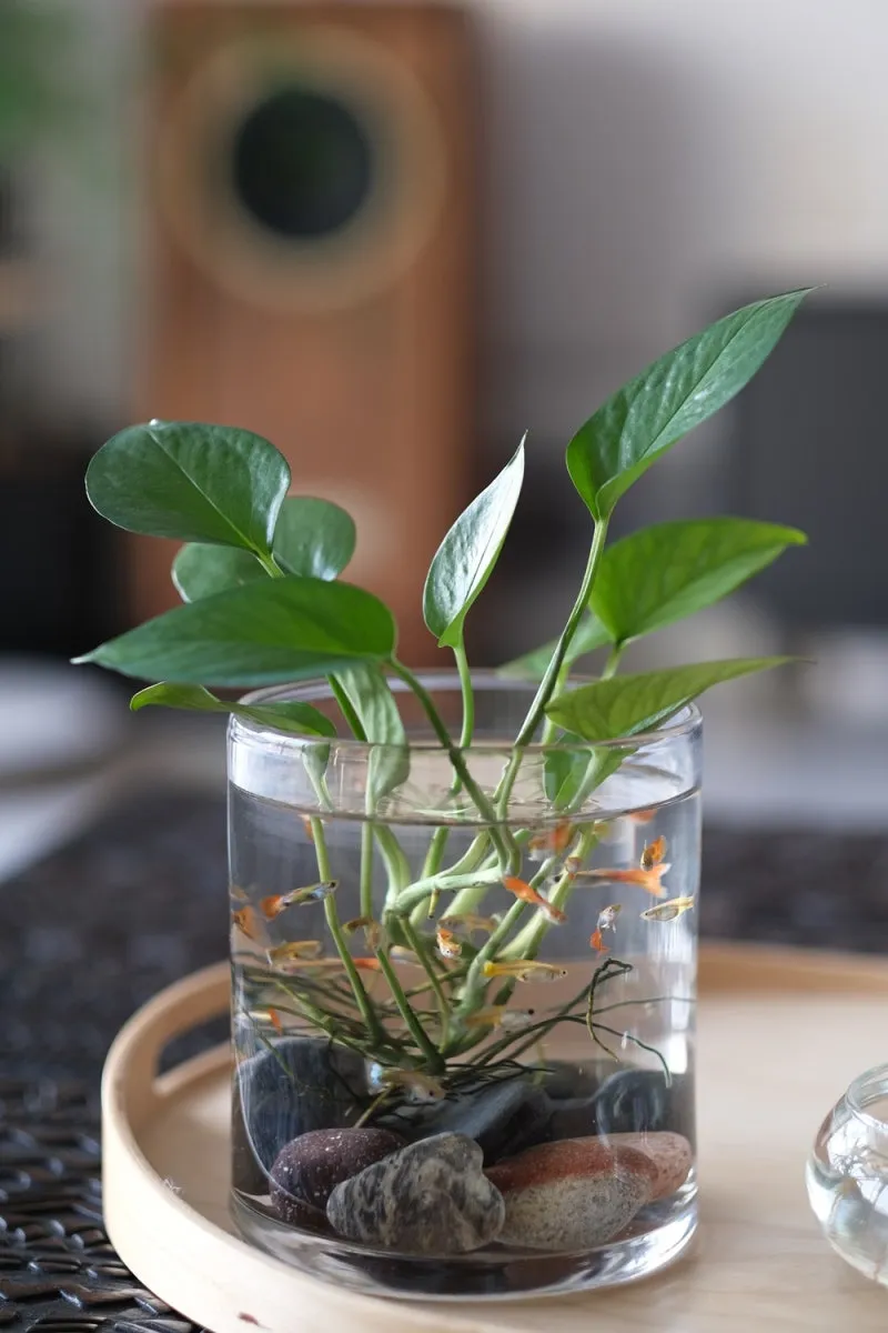 물에서 키우는 실내 식물 추천_8