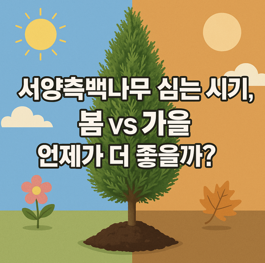 서양측백나무 심는 시기, 봄 vs 가을 언제가 더 좋을까?
