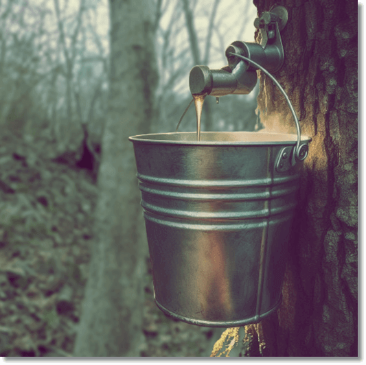 고로쇠 물 효능, 뼈 건강에 좋은 천연 이온 음료