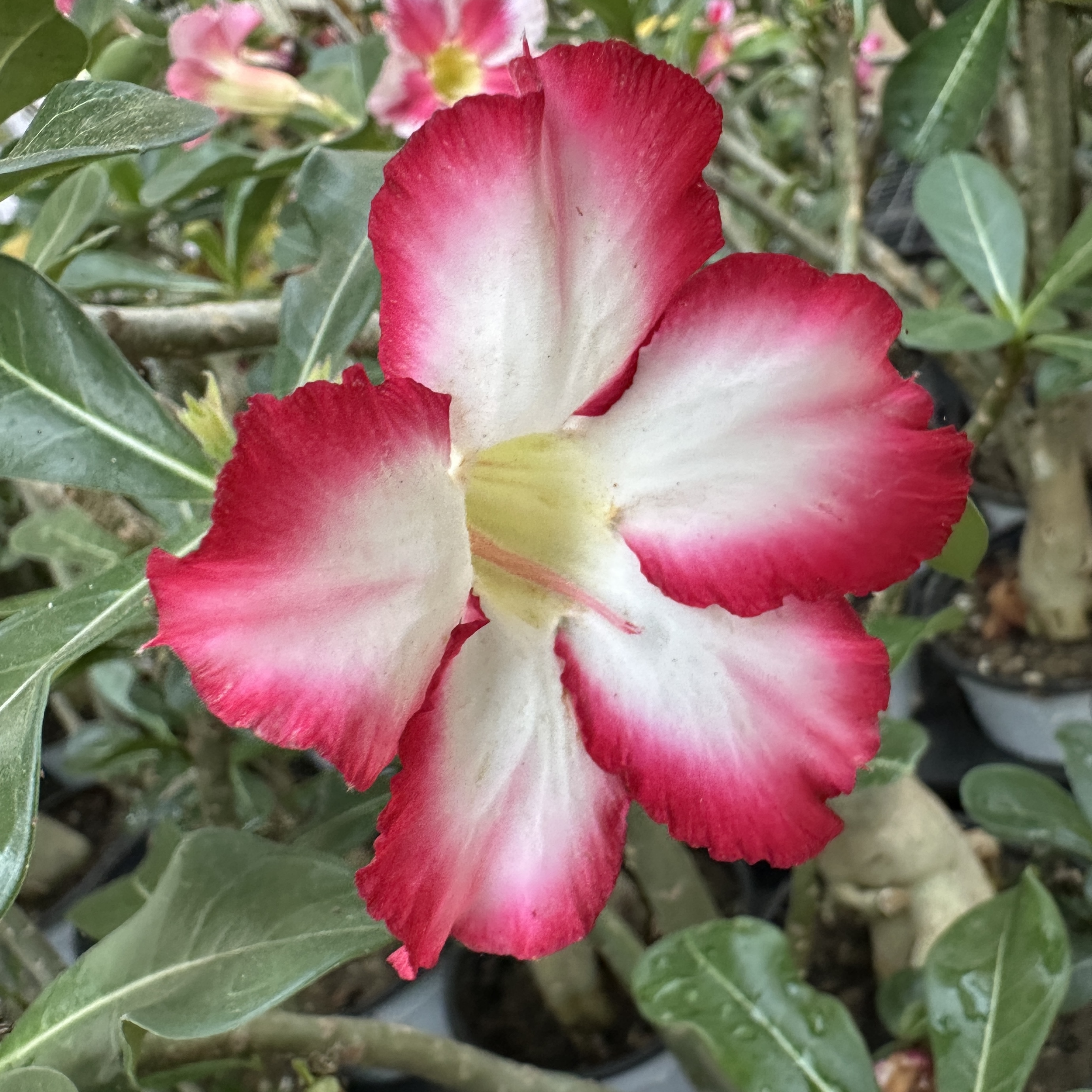 사막의장미 아데니움 크게 대품 키우기