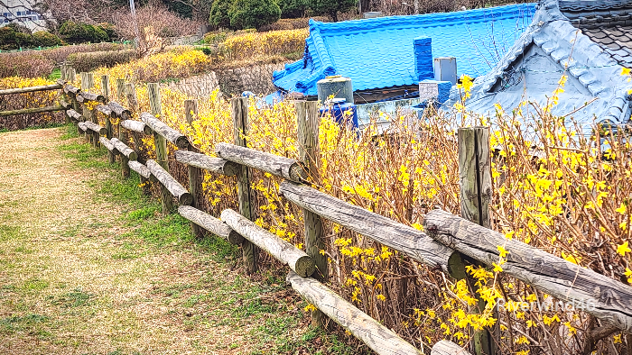 개나리꽃울타리