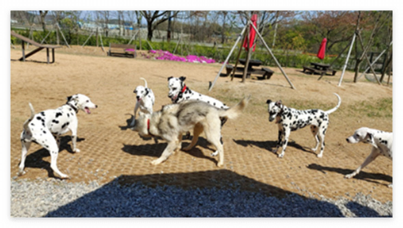 태산패밀리파크 반려견 놀이터